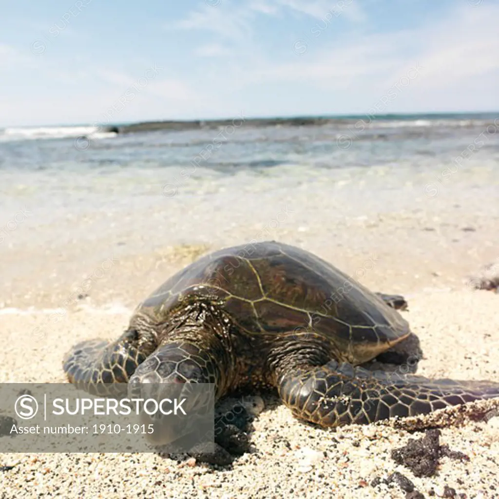 Hawaiian green turtle Chelonia mydas on beach preparing to lay eggs USA Hawaii Big Island