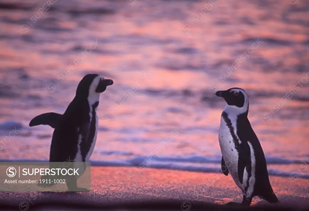 African Penguins Spheniscus demersus  near Capetown  South Africa
