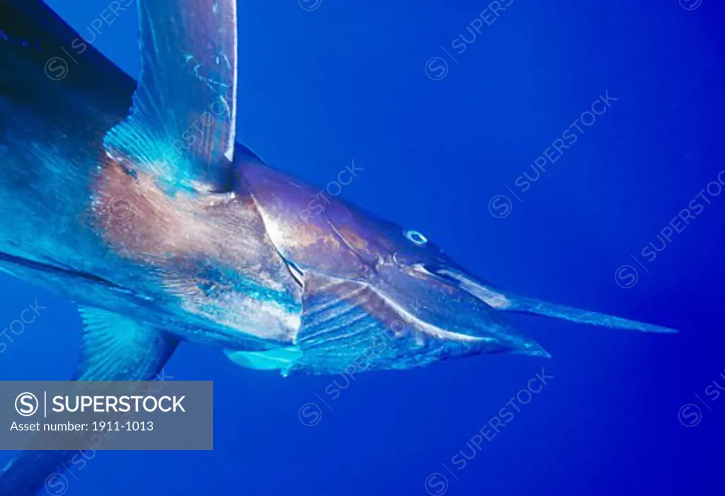 Blue Marlin Makaira nigricans 500 pounds  Big Island Hawaii