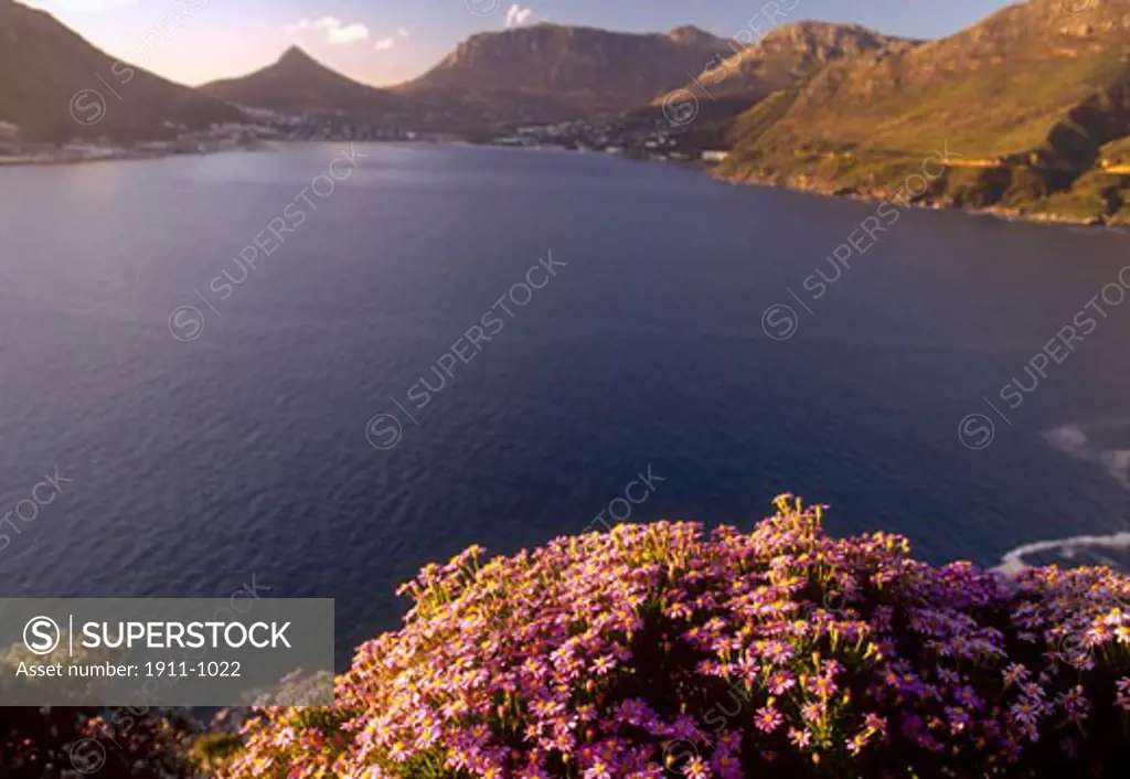 Spring Wildflowers  Chapmans Peak Drive near Capetown  South Africa