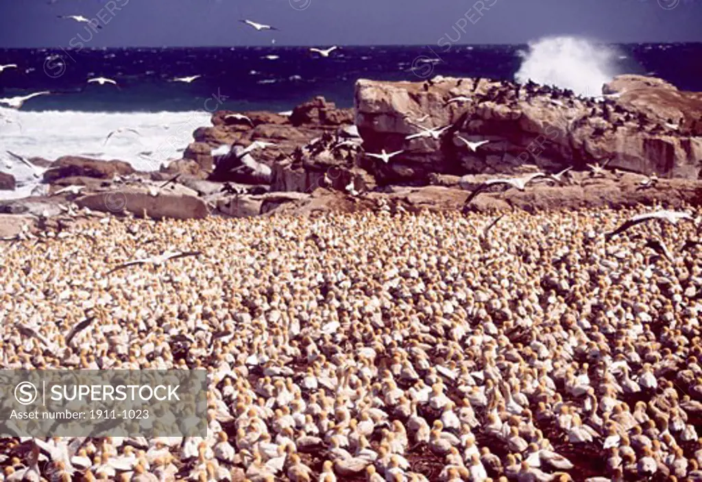 Cape gannets Morus capensis  Lamberts Bay  West Coast  South Africa