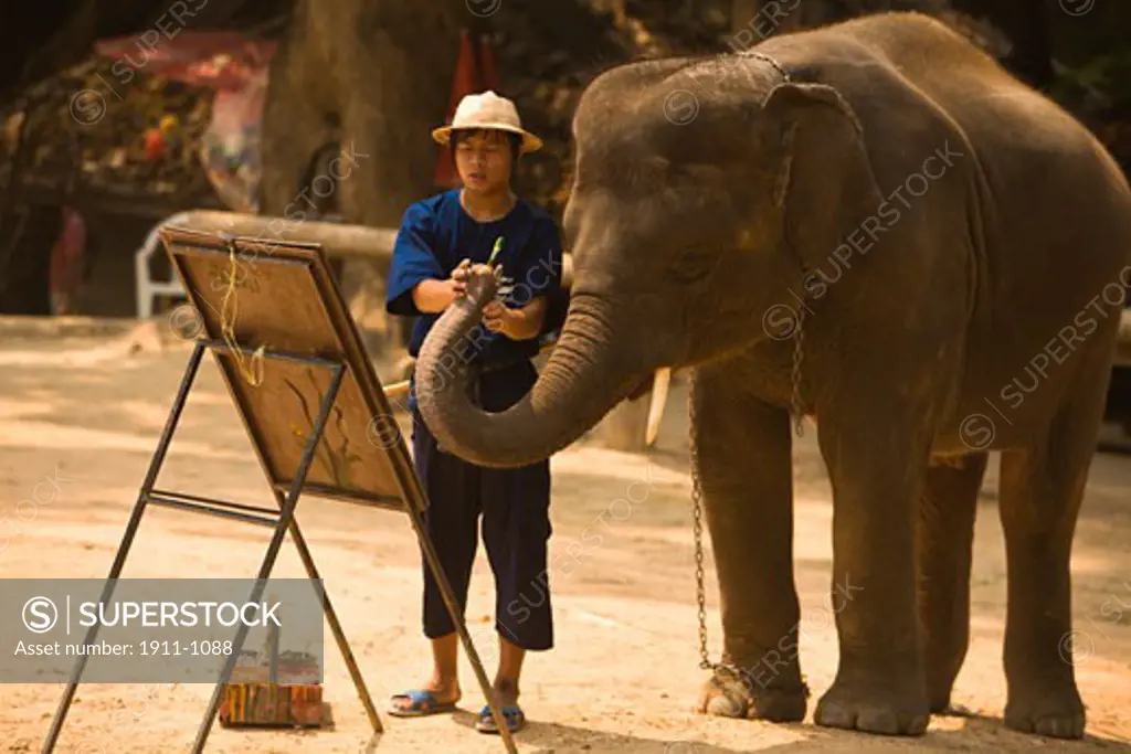 Maesa Elephant Camp near outskirts of Chiang Mai  Thailand  SE Asia