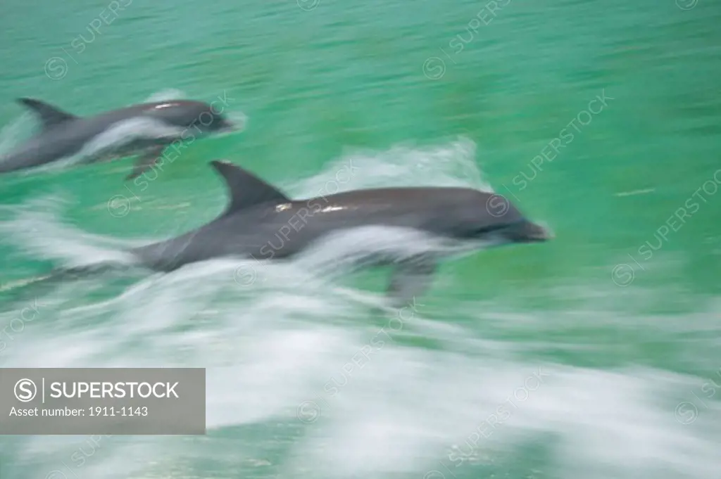 Blurred Motion  panning effect  Bottlenose Dolphins Tursiops truncatus Caribbean Sea