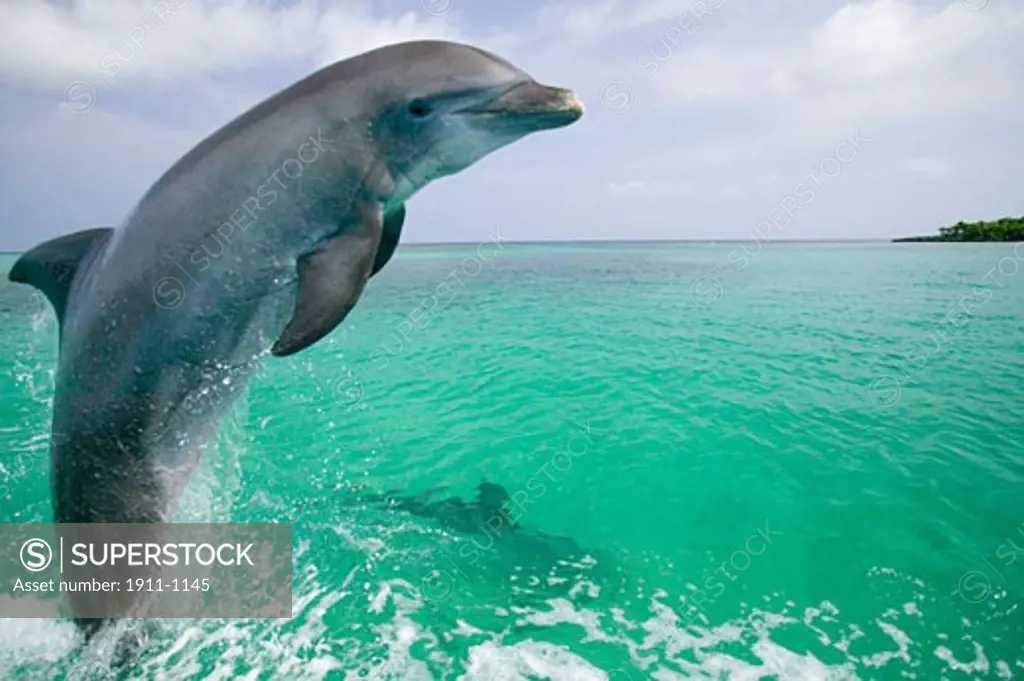 Bottlenose Dolphins Tursiops truncatus Caribbean Sea