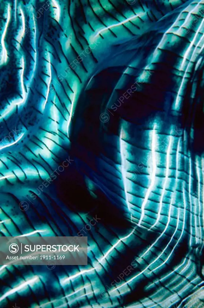 Giant Clam Mantle Macro Tridacna gigas Indo-Pacific