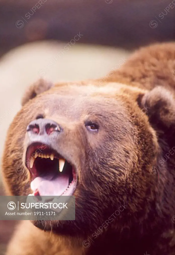 Grizzly Bear Ursus arctos horribilis  Alaska