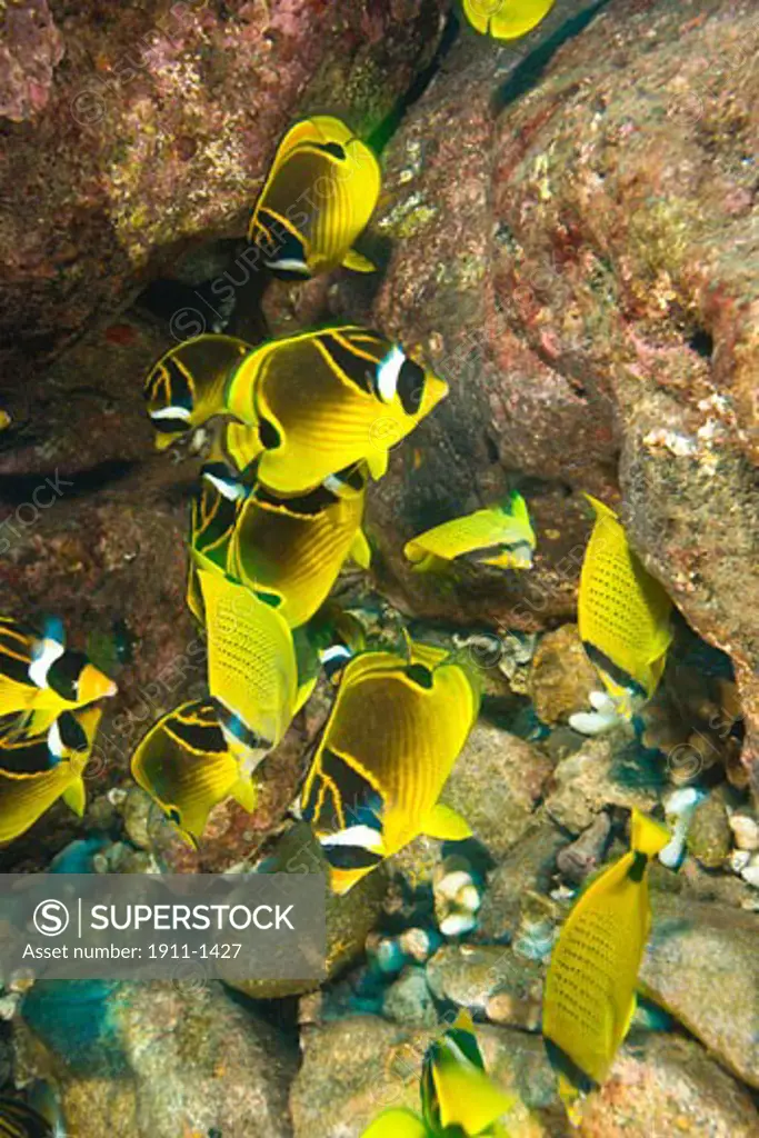 schooling Butterflyfish  Puka Maui Dive  adventure diving with North Shore Explorers  in the rarely dived North Shore of Maui  Hawaii  USA