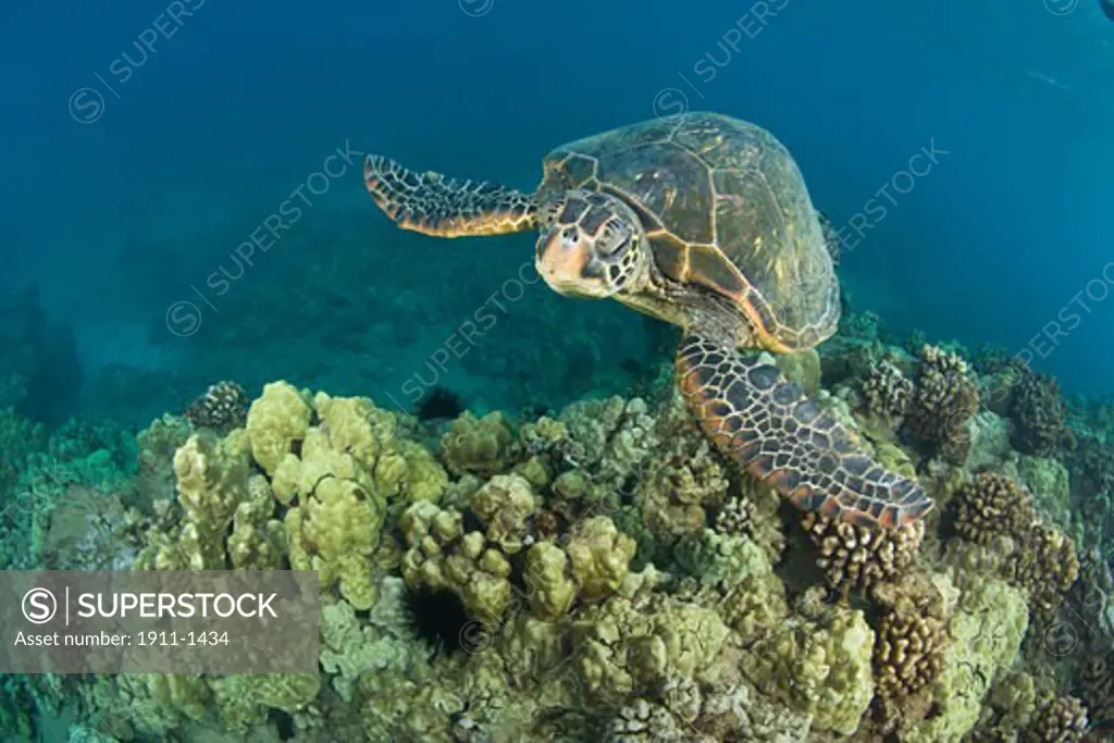 The Green Sea Turtle  Chelonia mydas   is the largest hard-shelled sea turtle  Turtle Cleaning Station near Makena State Park  South Maui  Hawaii  USA