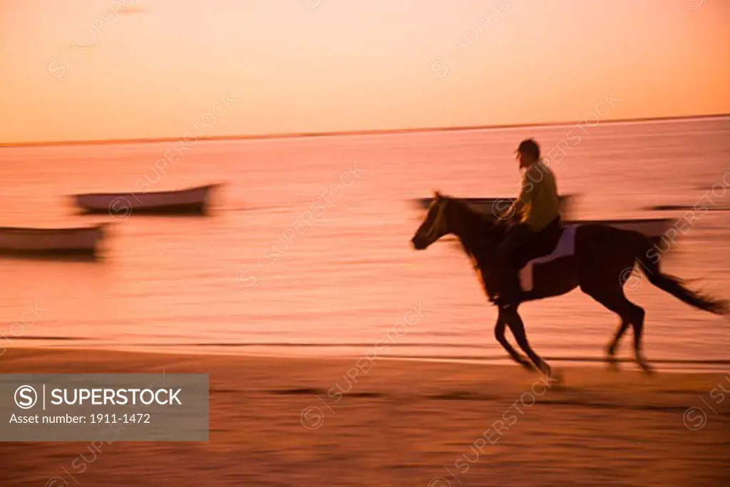 english-style horseback rider at sunrise  Belle Mare Public Beach  Southeast Mauritius  Africa