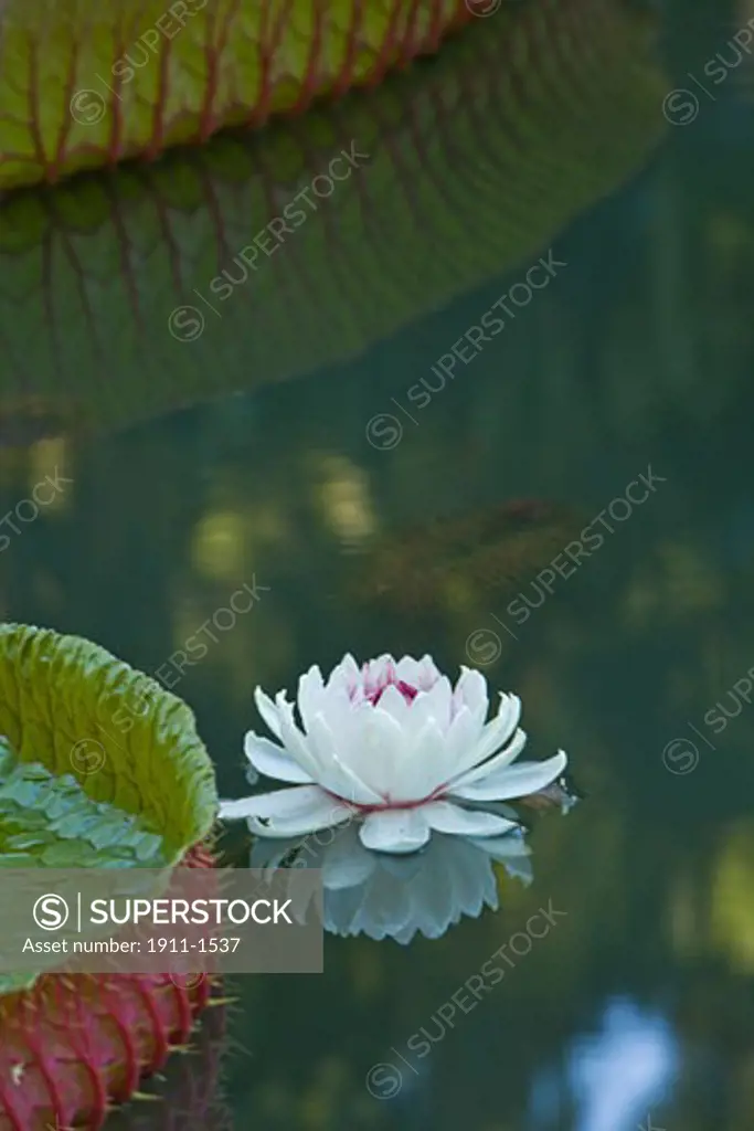 Pond with giant Victoria amazonica water lillies  Sir Seewoosagur Ramgoolam Boatanical Gardens  SSR Botanical Gardens or Royal Botanical Gardens near Pamplemousses  Northern Mauritius  Africa