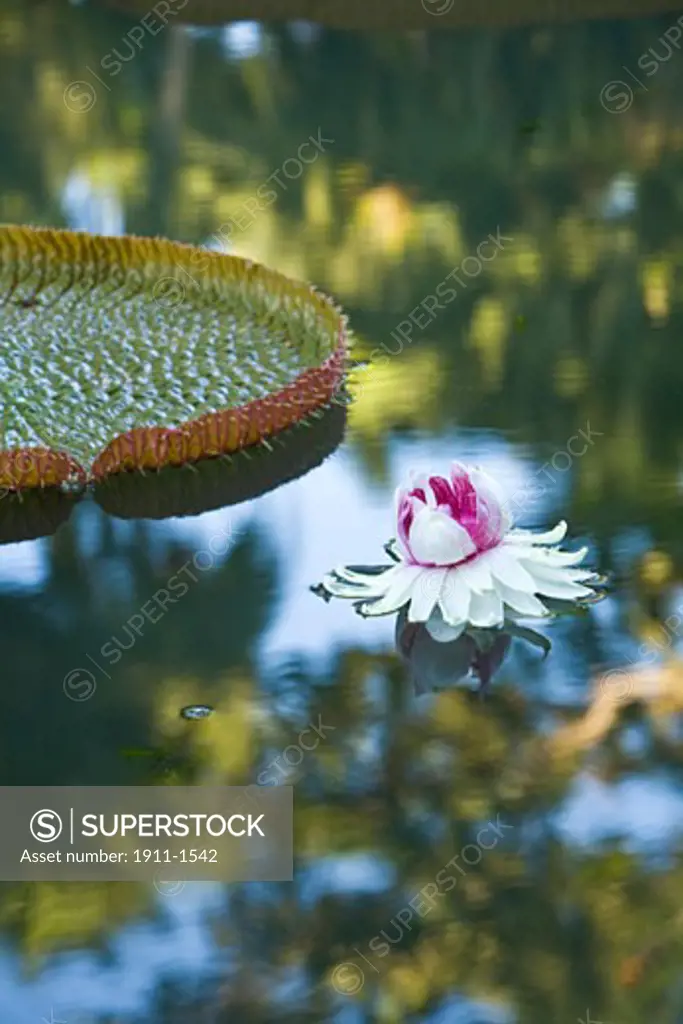 Pond with giant Victoria amazonica water lillies  Sir Seewoosagur Ramgoolam Boatanical Gardens  SSR Botanical Gardens or Royal Botanical Gardens near Pamplemousses  Northern Mauritius  Africa