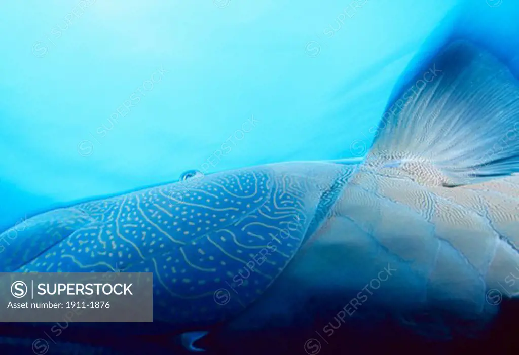 Napoleanfish Cheilinus undulatus  Blue Corner  Palau  Micronesia  Indo-Pacific