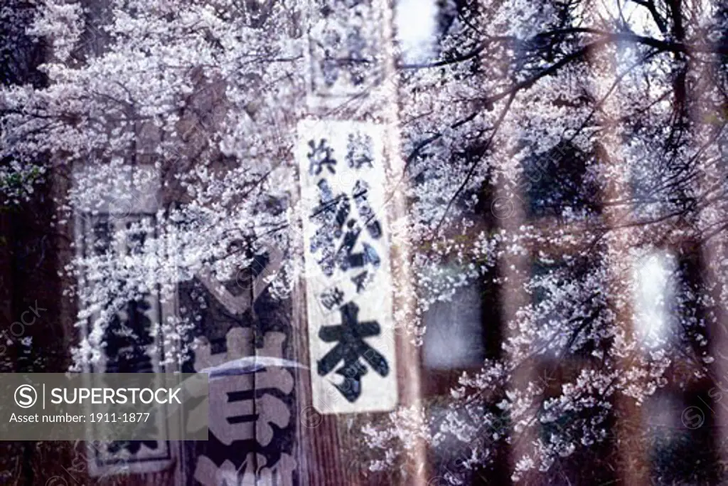 Multiple Exposure  Naruko Town Signs  Cherry Blossoms  N Honshu  Japan