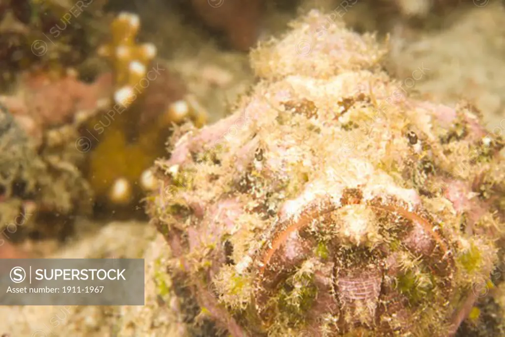 Scorpionfish Scorpaenopsis oxycephalus  Puerto Gallera  Philippines  SE Asia