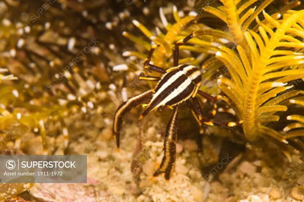 Crinoid Crab Harrovia albolineata  Puerto Gallera  Philippines  SE Asia
