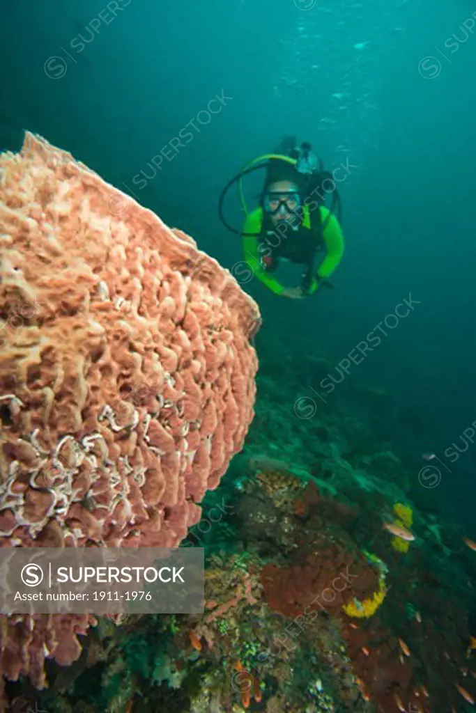 scuba diver  Underwater Sea Life at Verde Island near Puerto Gallera  Philippines  SE Asia