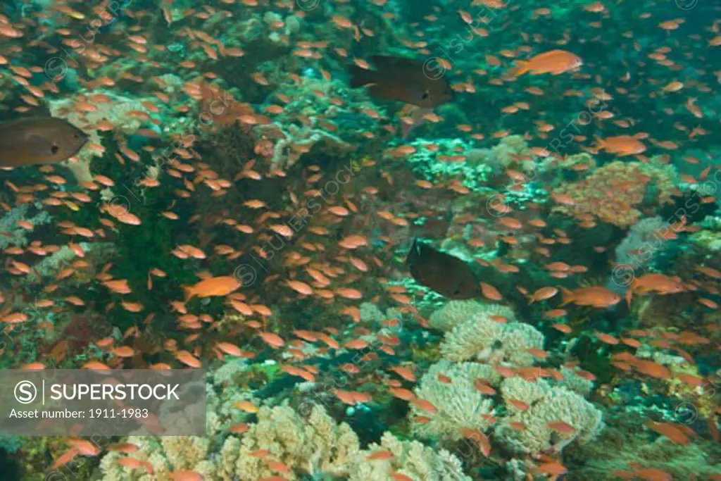 Anthias fish Pseudanthias squamipinnis Underwater Sea Life at Verde Island near Puerto Gallera  Philippines  SE Asia