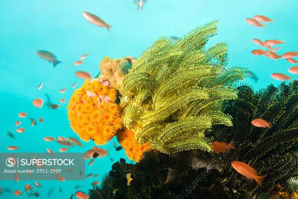 Anthias fish Pseudanthias squamipinnis Underwater Sea Life at Verde Island near Puerto Gallera  Philippines  SE Asia