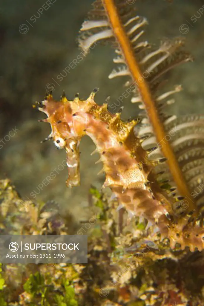 Thorny Seahorse Hippocampus hystrix  Underwater Sea Life at Mindoro Island near Puerto Gallera  Philippines  SE Asia