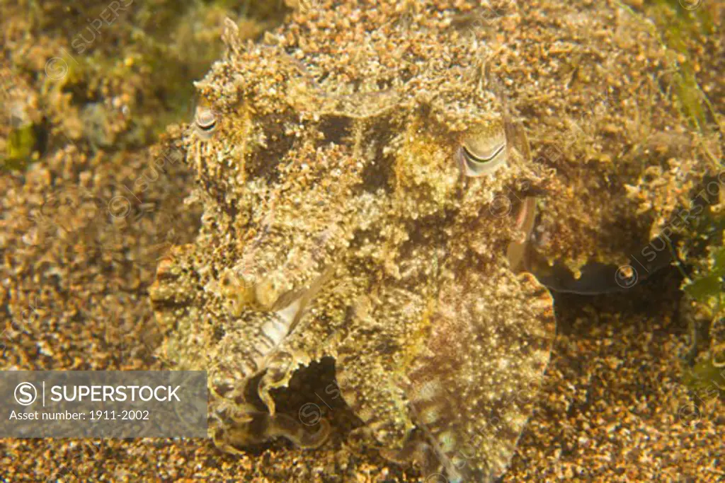 Broadclub Cuttlefish Sepia latimnus  Dumaguete  capital of Negro Oriental Island  Philippines  SE Asia