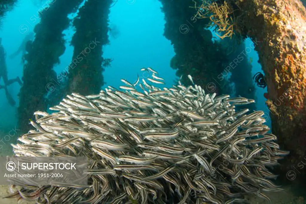 Striped Catfish Plotosus lineatus schooling at Dumaguete Pier    capital of Negro Oriental Island  Philippines  SE Asia