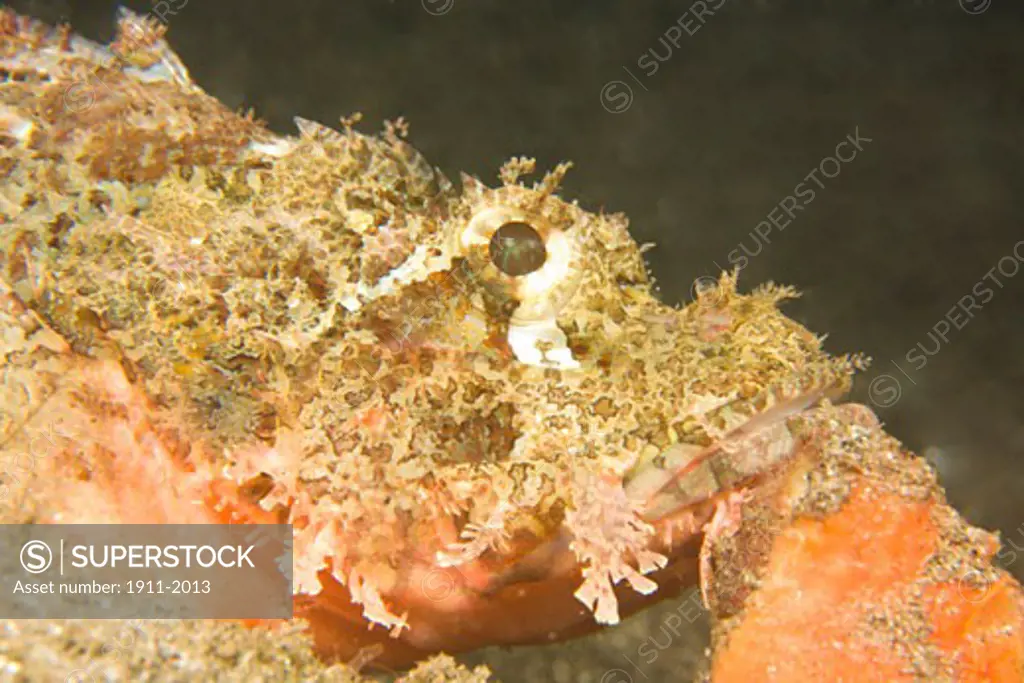 scorpionfish Scorpaenopsis oxycephalus  Dumaguete  capital of Negro Oriental Island  Philippines  SE Asia