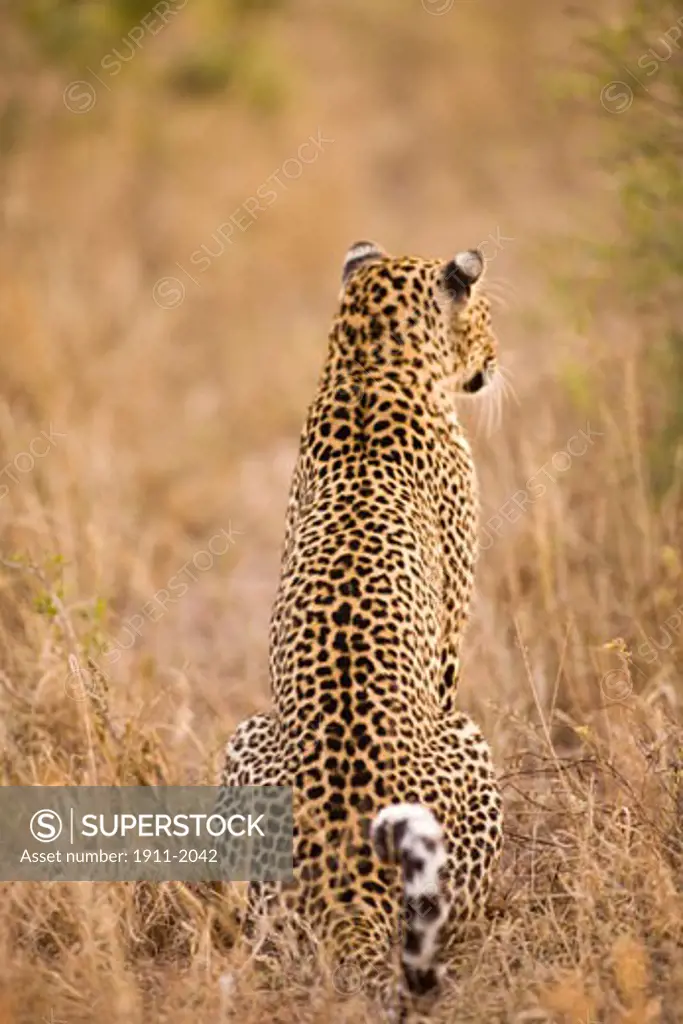 Leopard Panthera pardus near Arathusa Safari Lodge  Sabi Sand Reserve  Mpumalanga  South Africa