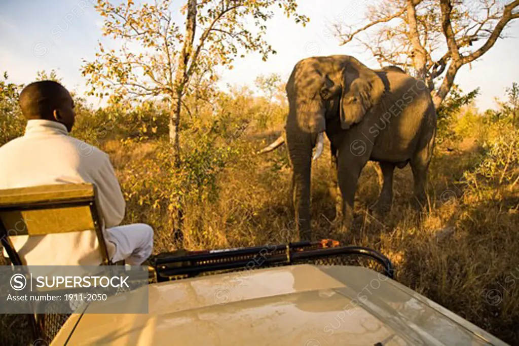 tracker on safari vehicle viewing African Elephant Loxodonta africana  Arathusa Safari Lodge  Sabi Sand Reserve  Mpumalanga  South Africa