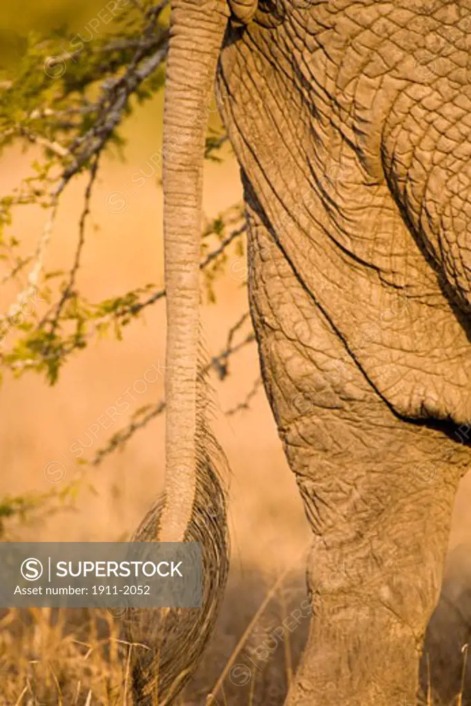 African Elephant Loxodonta africana  Arathusa Safari Lodge  Sabi Sand Reserve  Mpumalanga  South Africa