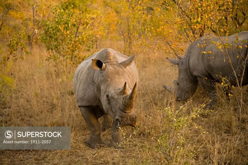 White Rhino Ceratotherium simum  Arathusa Safari Lodge  Sabi Sand Reserve  Mpumalanga  South Africa