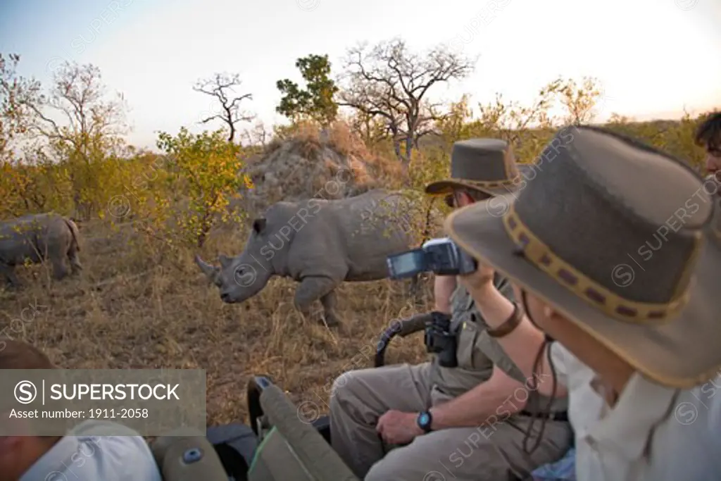 tourists viewing White Rhino Ceratotherium simum  Arathusa Safari Lodge  Sabi Sand Reserve  Mpumalanga  South Africa
