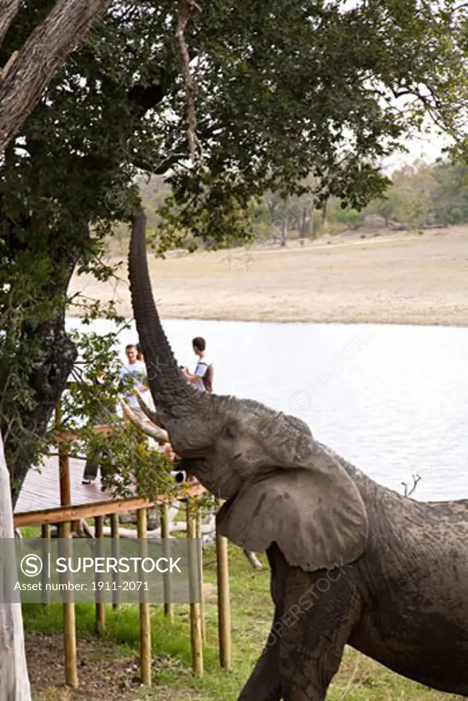 tourist viewing African Elephant Loxodonta africana  Arathusa Safari Lodge  Sabi Sand Reserve  Mpumalanga  South Africa