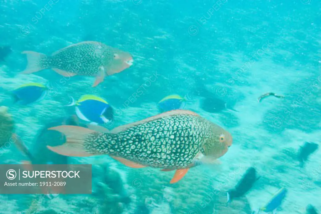 Parrotfish  Bluelined Surgeonfish  Aldabra Atoll  Seychelles  Indian Ocean