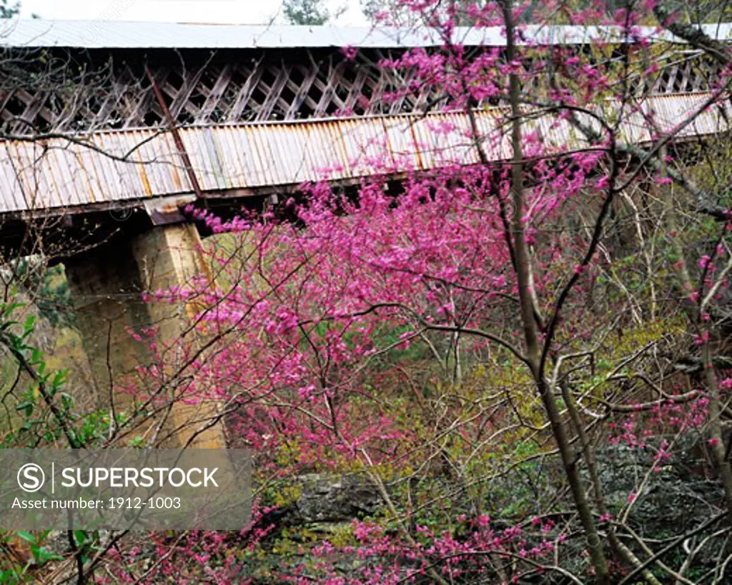 Horton Mill Covered Bridge and Redbuds  Blount County  Alabama