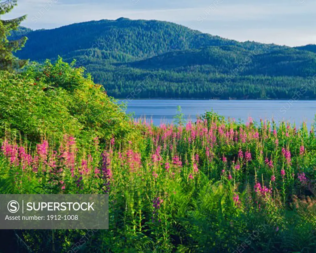 Tongass Narrows  Totem Bight State Park  Tongass National Forest  Near Ketchikan  Alaska