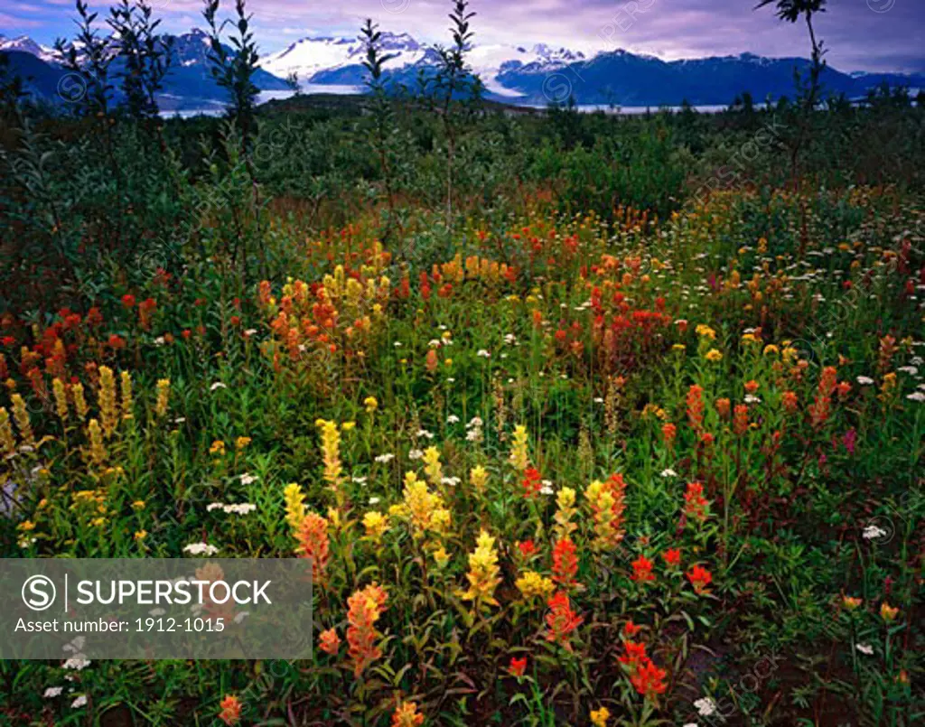Wildflower Fields at Alsek Lake  Glacier Bay National Park and Preserve  Alaska