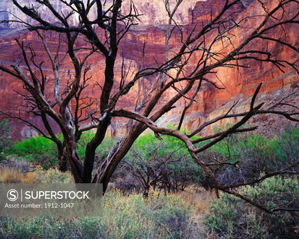 Catclaw Tree Snags  Grand Canyon National Park  Arizona