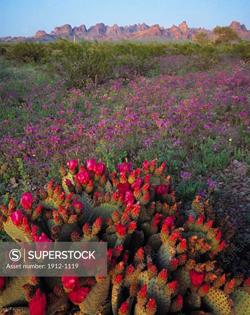Beavertail Cactus  Kofa Mountain Escarpment  Kofa National Wildlife Refuge  Arizona