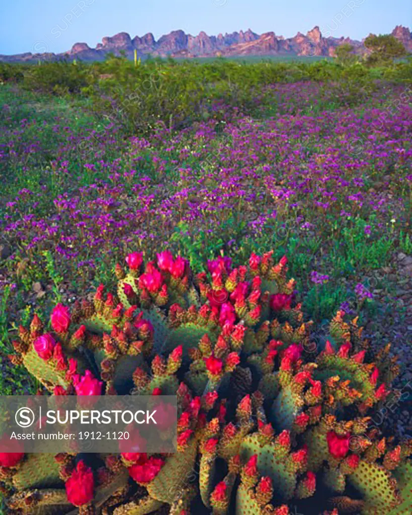 Spring Beavertail Cactus  Kofa Mountain Escarpment at Sunset  Kofa National Wildlife Refuge  Arizona