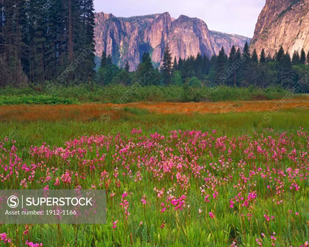 Shooting Star Flowers  Yosemite Valley in June  Yosemite National Park  Sierra Nevada Mountains  California