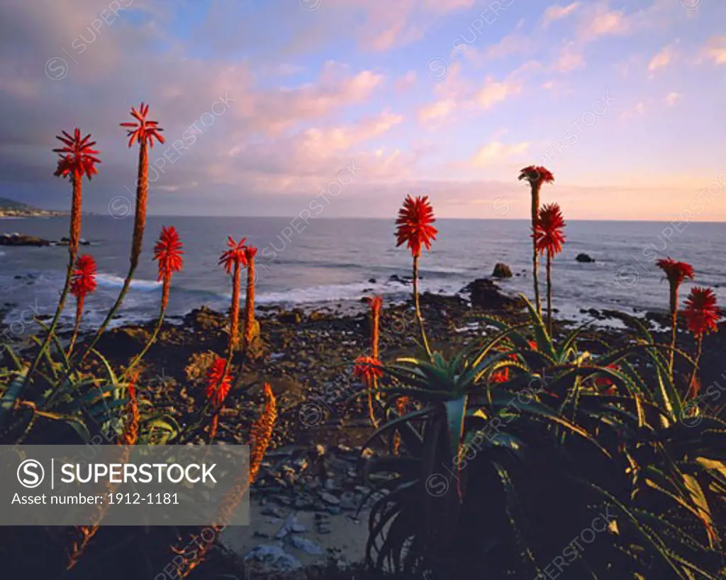Aloe Plants in Bloom at Sunset  Laguna Beach  Pacific Ocean  California