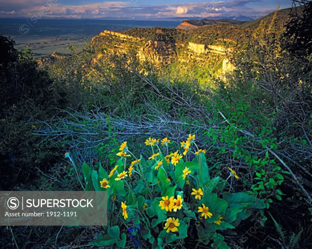 Balsamroot Blooms at North Rim Overlook  Mesa Verde National Park  Colorado