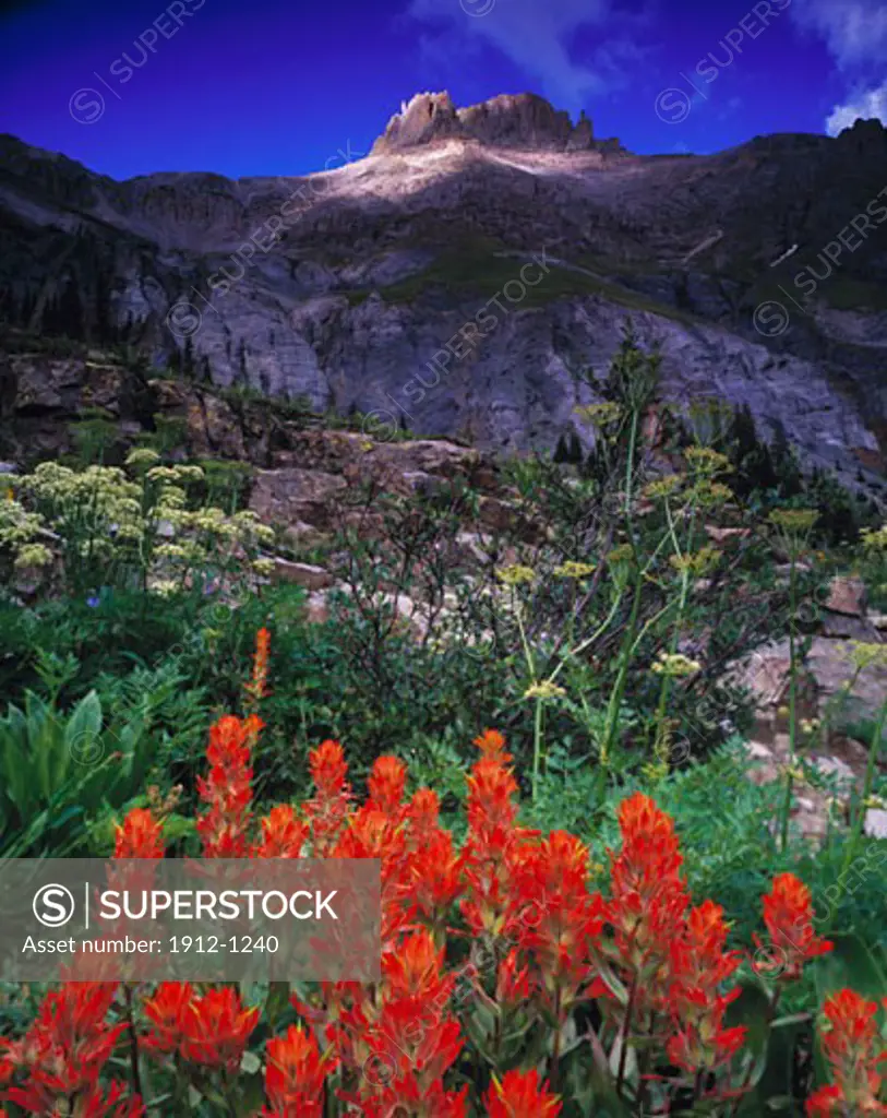 Wildflowers in Yankee Boy Basin  Uncompahgre National Forest  San Juan Mountains  Colorado