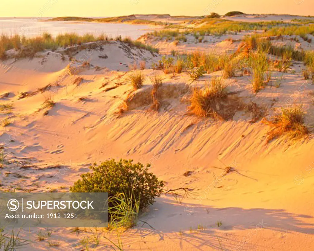 Dunes at Sunset  Cape Henlopen State Park   Delaware