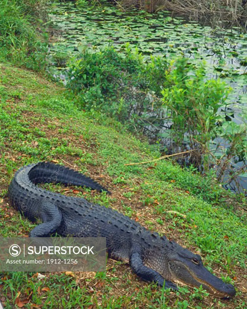 American Alligator  Anhinga Trail  Everglades National Park  Florida