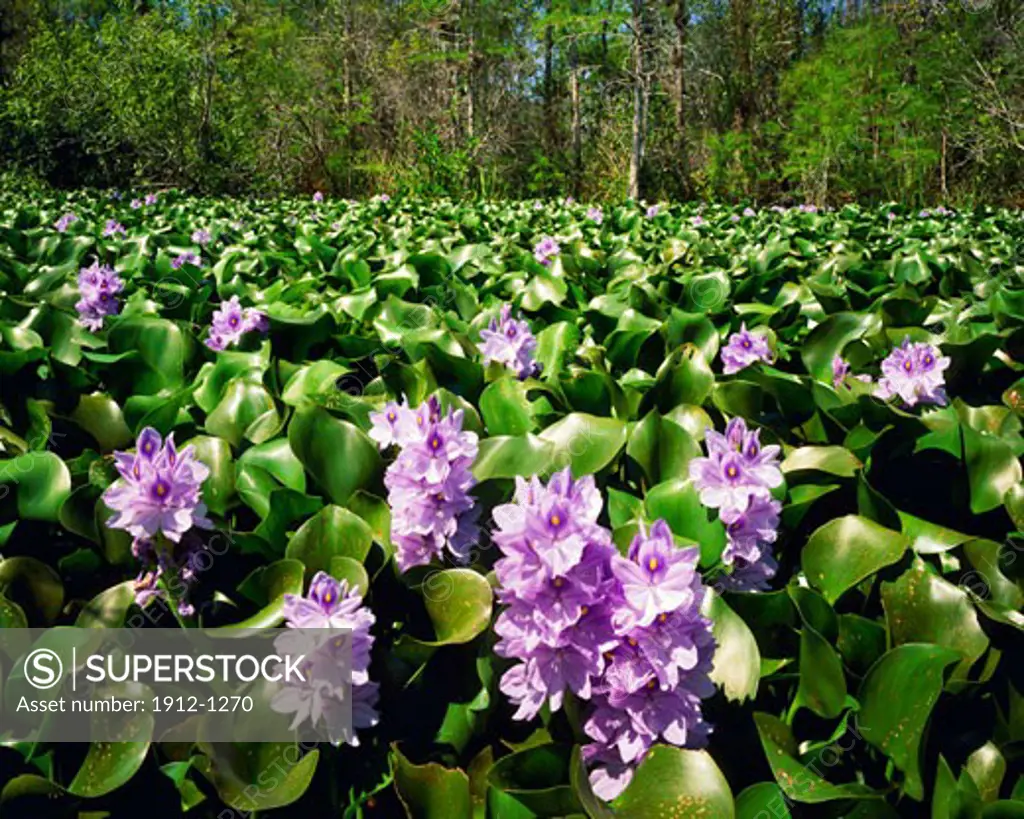 Water Hyacinth Blooms in Spring  Big Cypress National Preserve  near Everglades National Park  Florida