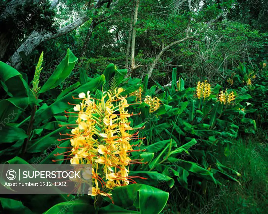Wild Ginger Blossoms  Kokee State Park  Hawaii Island of Kauai