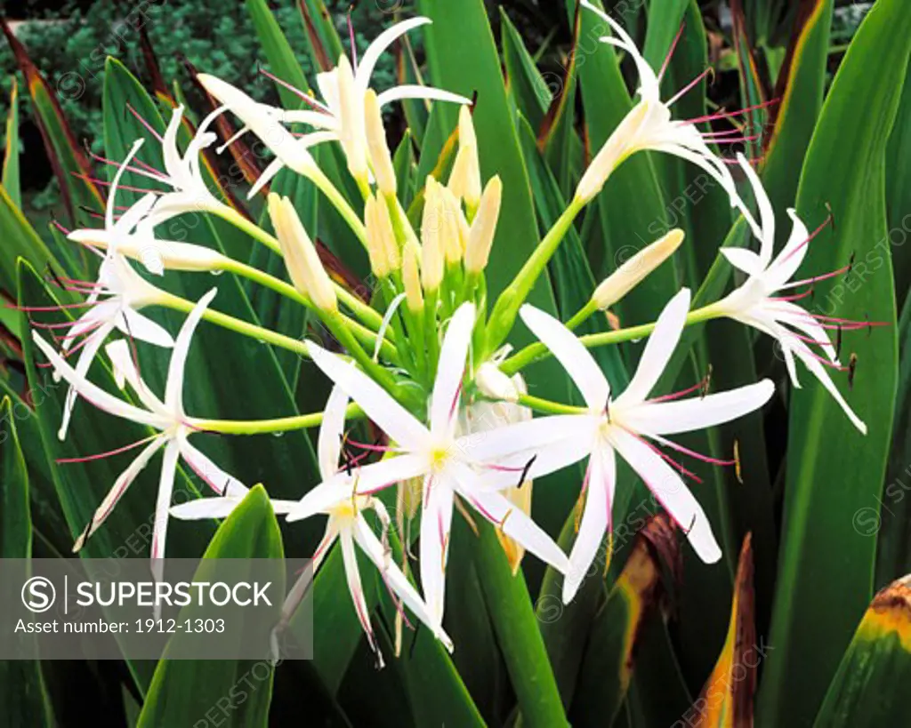 Spider Lily  Spouting Horn  Island of Kauai  Hawaii