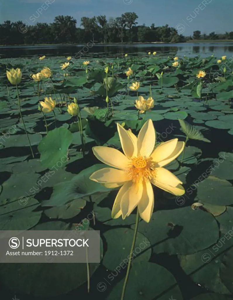 American Lotus Blooms  De Soto National Wildlife Refuge  Missouri River  Iowa