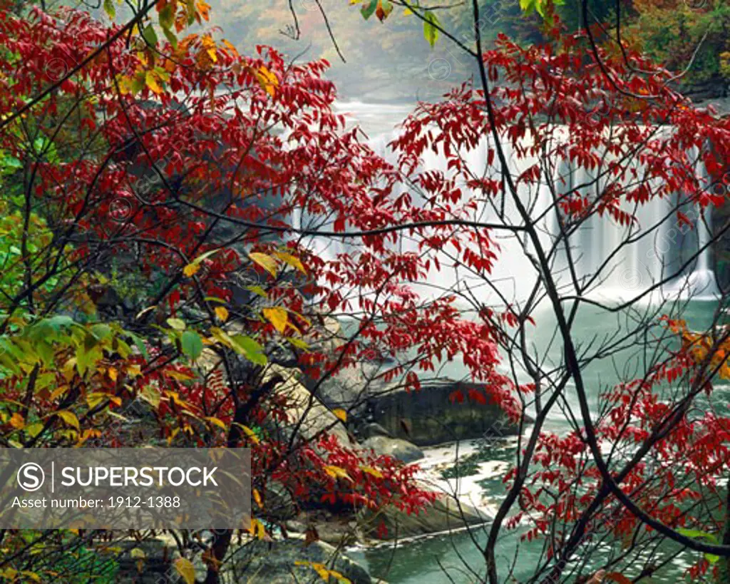 Autumn Colors at Cumberland Falls on the Cumberland River   Cumberland Falls State Park  Appalachian Mountains  Kentucky